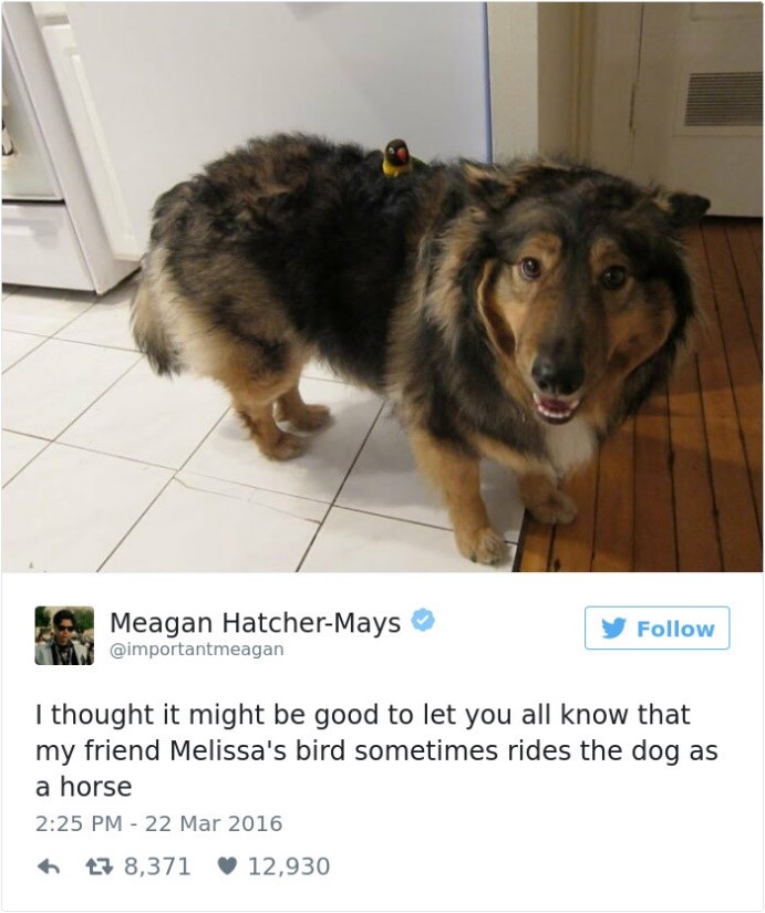 Top 20 best dog tweets "I thought it might be good to let you all know that my friend Melissa's bird sometimes rides the dog as a horse"